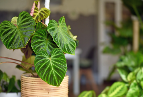 Kamerplanten verzorging - Tuincentrum Meijers
