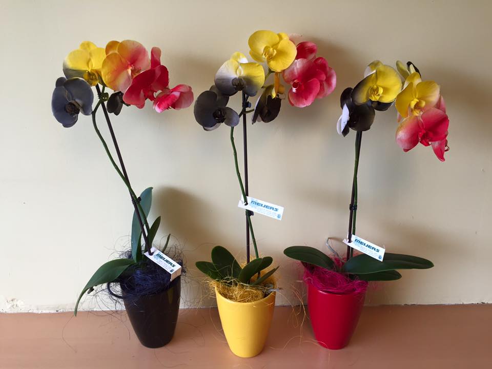 Belgische orchidee phalaenopsis