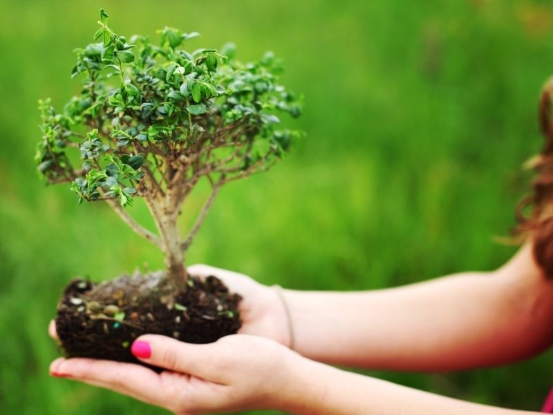 Bomen voor kleinere tuinen Bomen voor kleinere tuinen