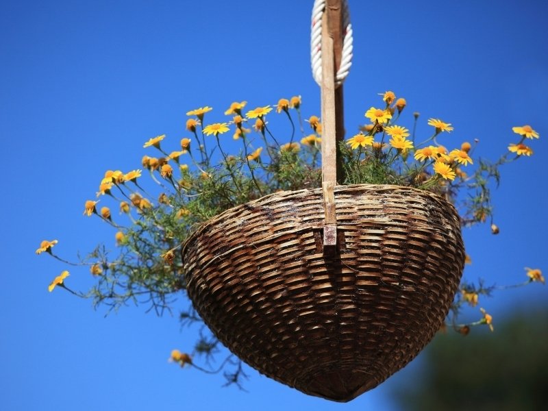 Hanging baskets Hanging baskets