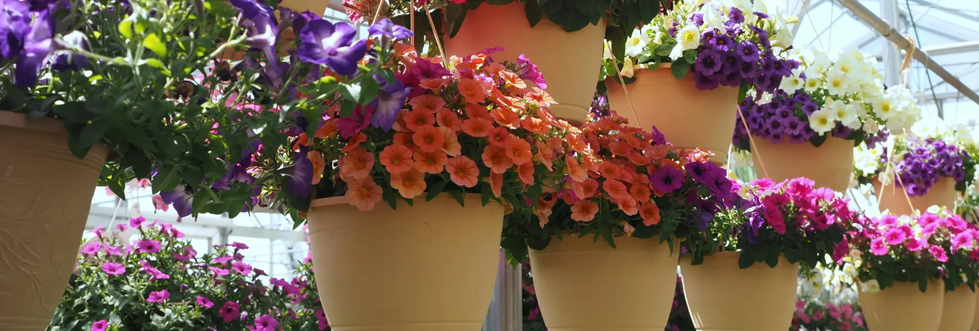 Zomerbloemen!