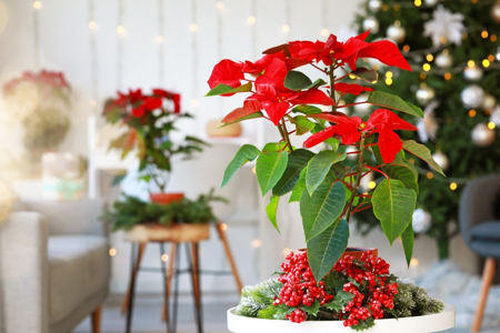 Alles over de Poinsettia