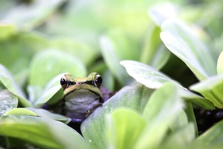 Biodiversiteit in de tuin