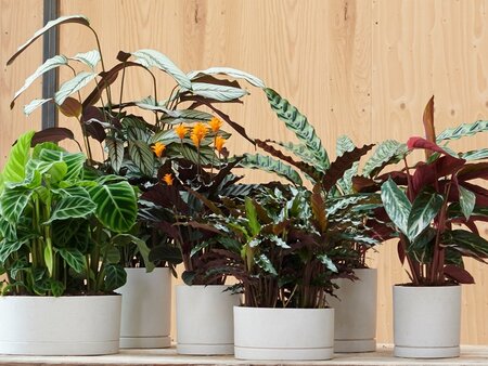 Calathea: Woonplant van de maand november