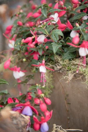 De zomerbloeier: Bella Fuchsia!