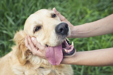 Dierendag 4 oktober: 11 tips voor een huisdiervriendelijke tuin!