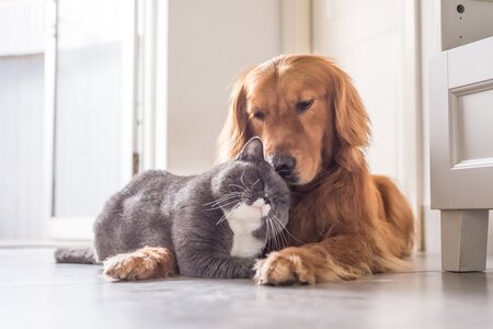 Donderdag 4 oktober: Dierendag!