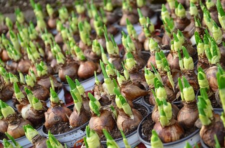 Fleurige zomerbollen in pot