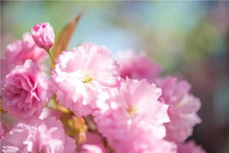 Kleur de tuin roze