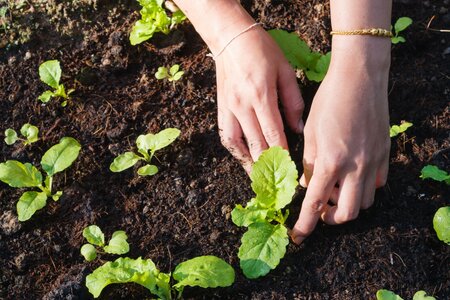 Mei in de moestuin