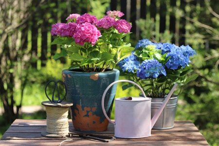 Nazomerboost voor tuin, terras en balkon (deel 2)