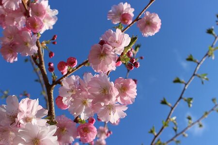 Haal de lente in huis met bloesemtakken!