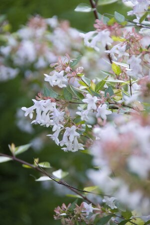 Ook even aandacht voor: Abelia