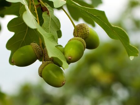 Snoeien, planten en onderhoud