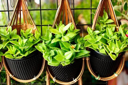 Hanging baskets maken