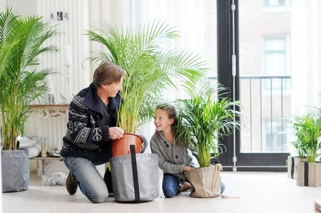 Woonplant van de maand januari: Areca