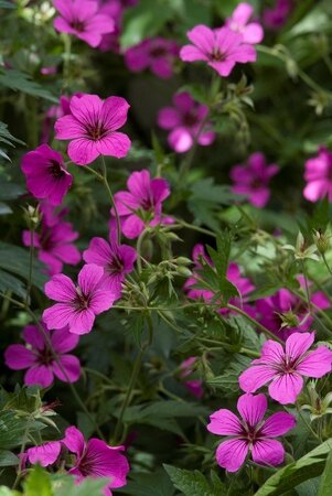 Vasteplantenfestival met kleurige bloemen