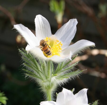 Tuintips voor april