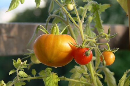 Moestuinieren in bakken