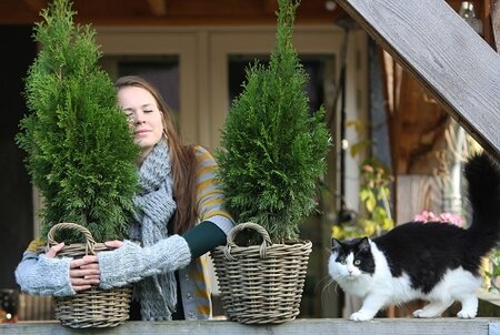 De tuinplant van de maand februari is de Levensboom