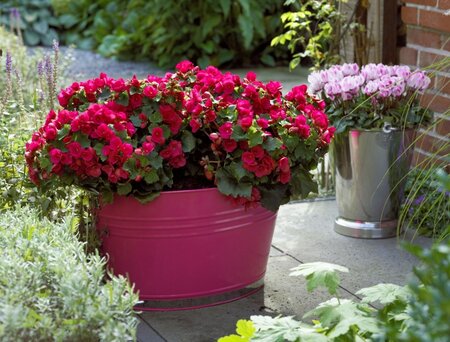 Kamerplanten op balkon en terras: Betulia