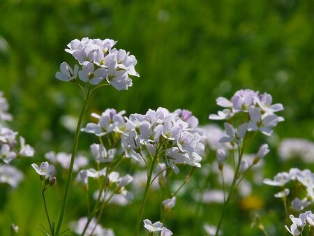 Pinksterbloemen en pinksterboeketten