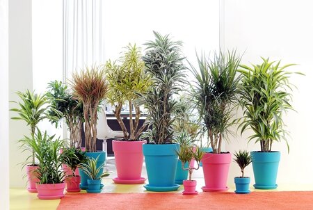 Woonplant van de maand februari: Dracaena