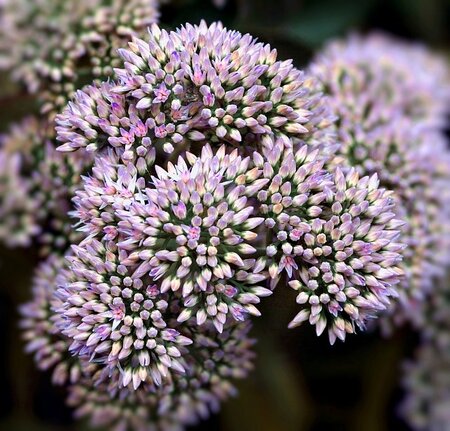 Planten scheuren en delen