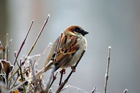 Vogels voeren