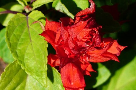 Exotische planten voor binnen en buiten