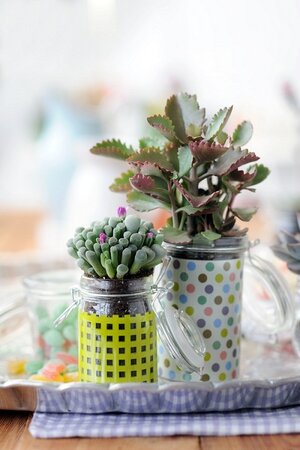 Woonplant van de maand juni: De Succulent