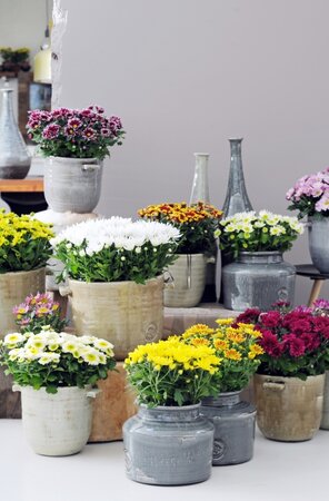 Potchrysant: woonplant van de maand juni