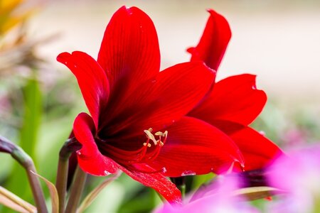 Super amaryllis