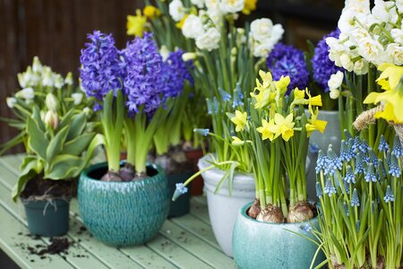 Tuinplant van de Maand februari: Voorjaarsbollen op pot