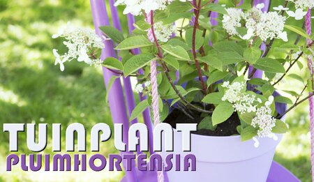 Tuinplant van de Maand juli: Pluimhortensia