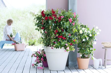 Tuinplant van de maand mei: Mandevilla