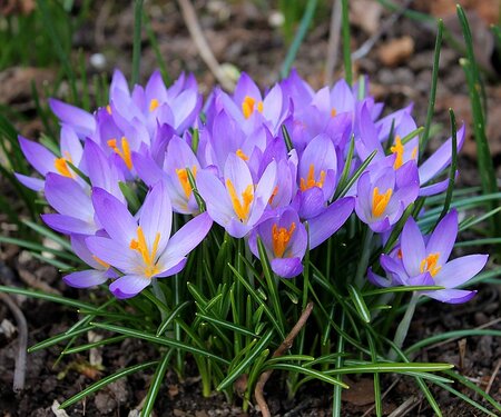 Tuintips september: voorjaarsbollen mogen weer de grond in!