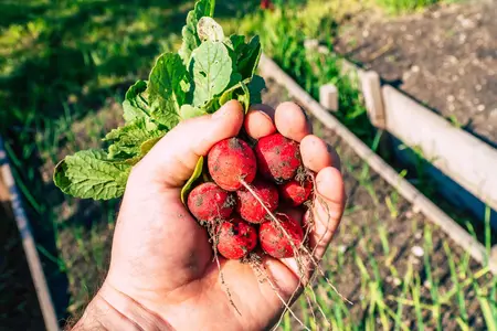 Van tuin naar bord: dit kun je in mei al oogsten