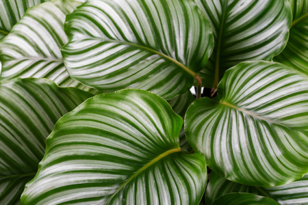 Wist jij dit over de Calathea?