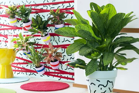 Woonplant van de maand oktober: Aglaonema