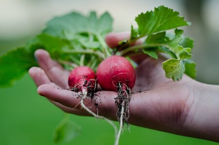 Zomerse moestuinklussen