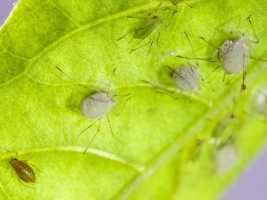 Insecten en slakken