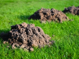 Gewasbescherming