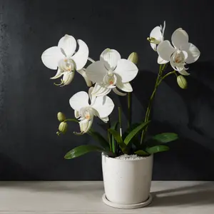 Planten