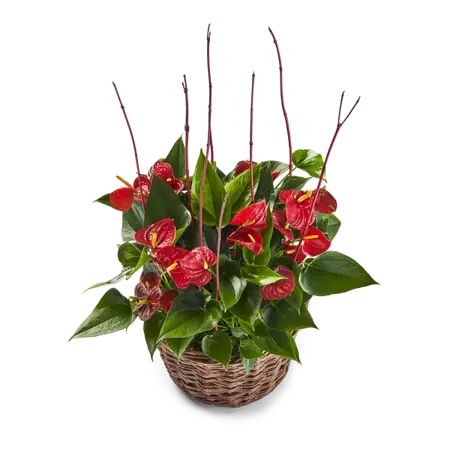 Yildou | Plant in mand | M